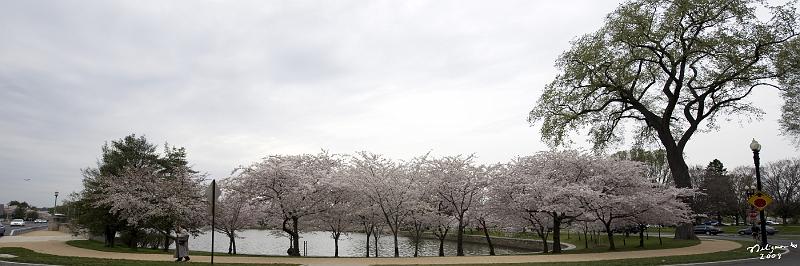 20080403_113538 D3 P.jpg - Tidal Basin